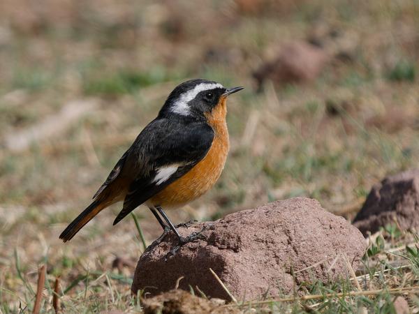 <h3><a href="/trips/marokko/biota/animalia/chordata/aves/040 passeriformes/108 muscicapidae/phoenicurus moussieri/phoenicurus moussieri-nl.html">Phoenicurus&nbsp;moussieri</a> / Moussier's&nbsp;redstart / Diadeemroodstaart</h3>OM-1 Mark II met OLYMPUS M.150-400mm F4.5 TC, 1/2000 sec  bij F5.6, ISO 640, afstand 13.9&nbsp;m